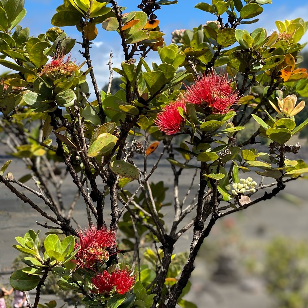 Meet your Posher, Lue